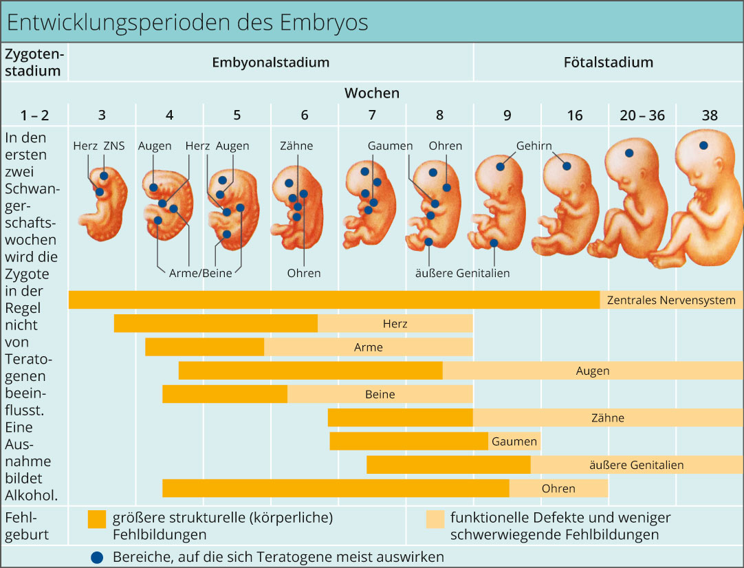 Entwicklungsperioden